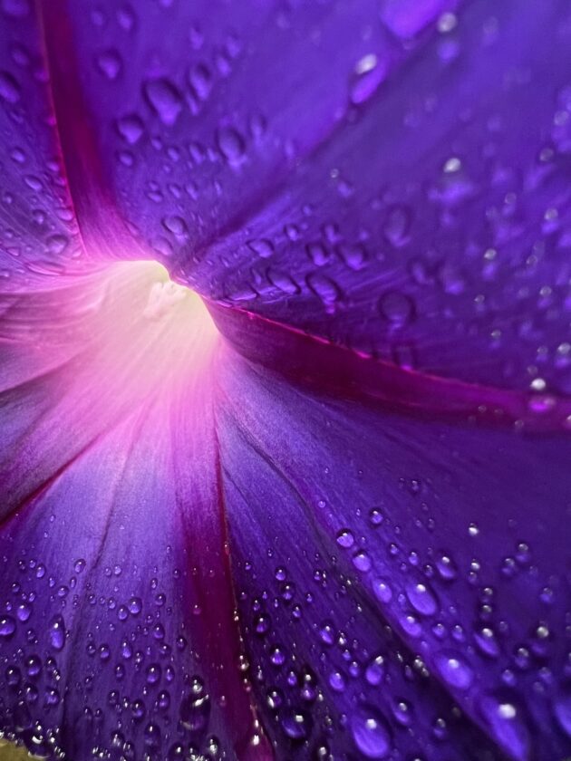 Audubon Announces 2024 Nature Photo Contest Winners News, Sports